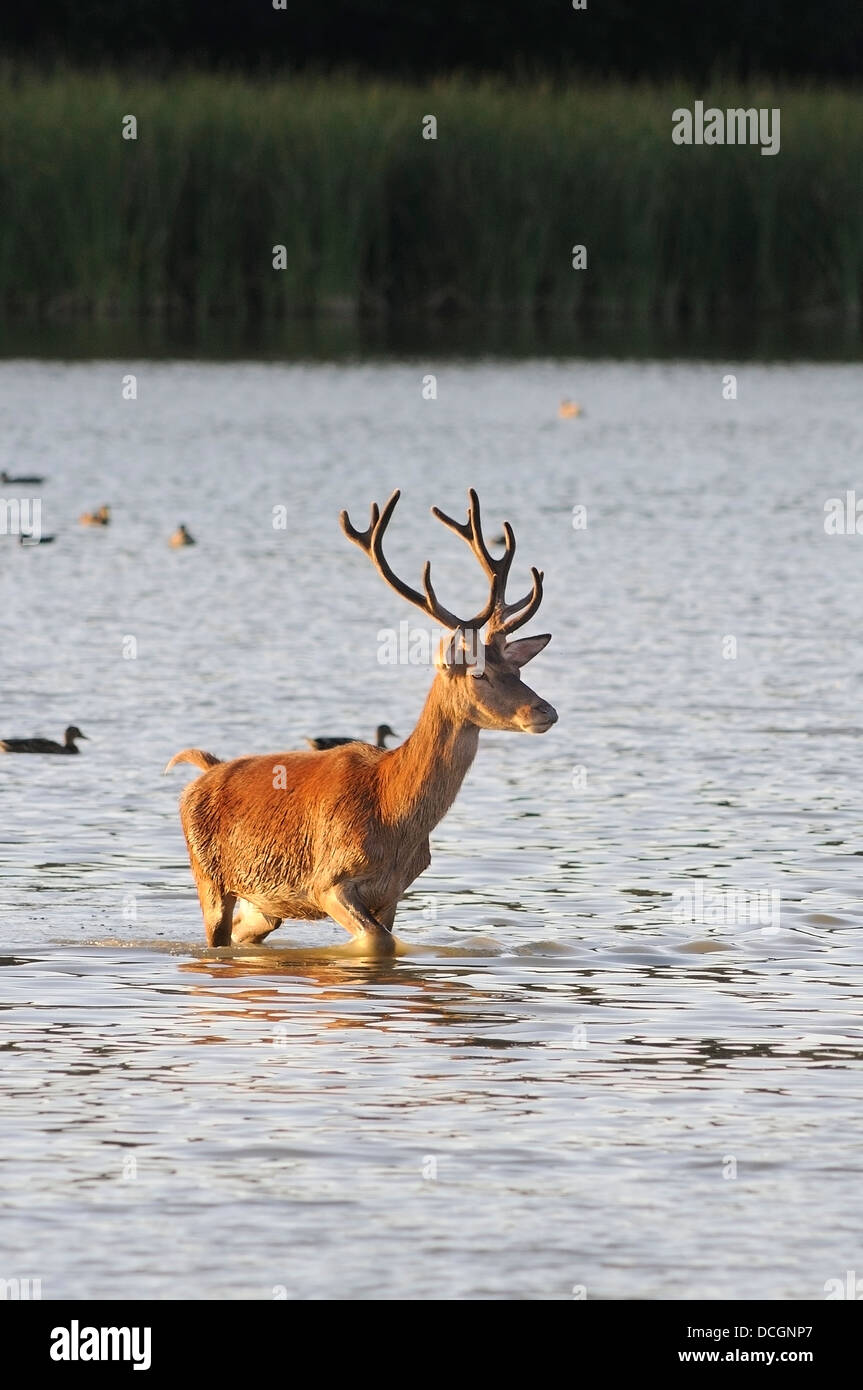 Red Deer stag, Cervus elaphus, portrait vertical d'hommes marche dans un lac. Banque D'Images
