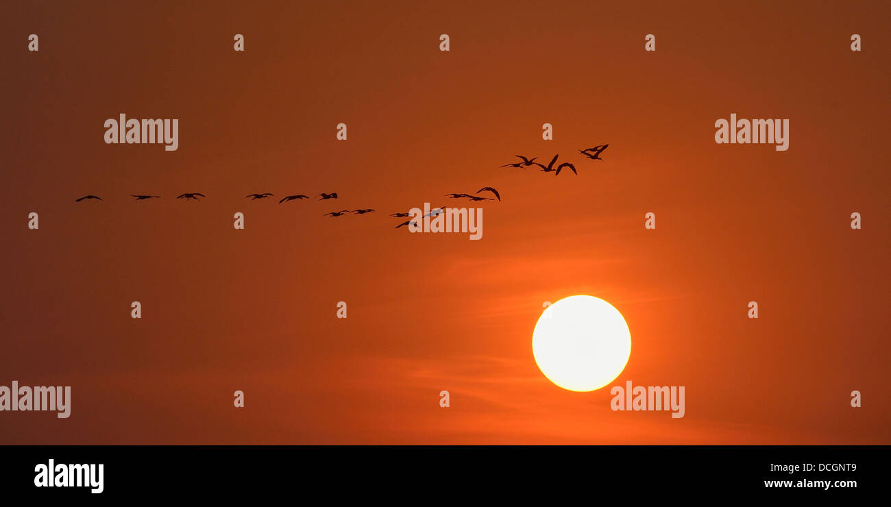 Coucher du soleil orange dans le sud de l'Afrique avec une volée d'oiseaux dans le ciel Banque D'Images