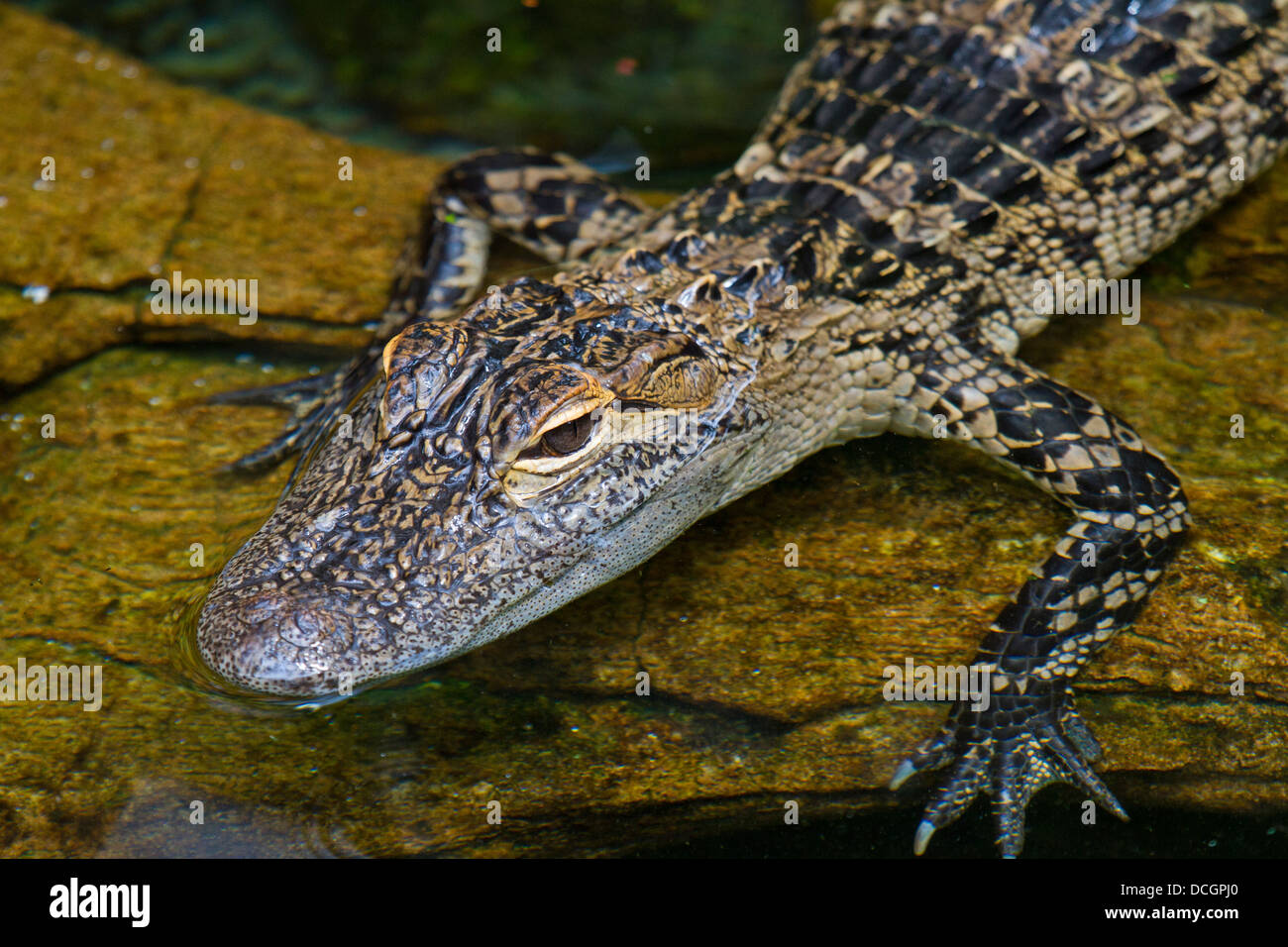 Bain de soleil Alligator Banque D'Images