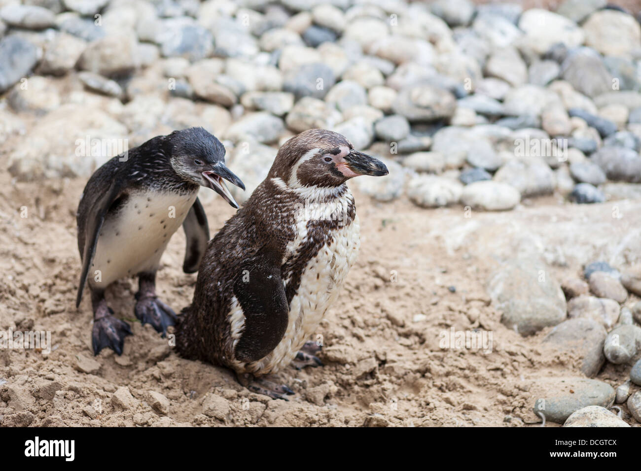 Les pingouins au Zoo de Colchester Banque D'Images