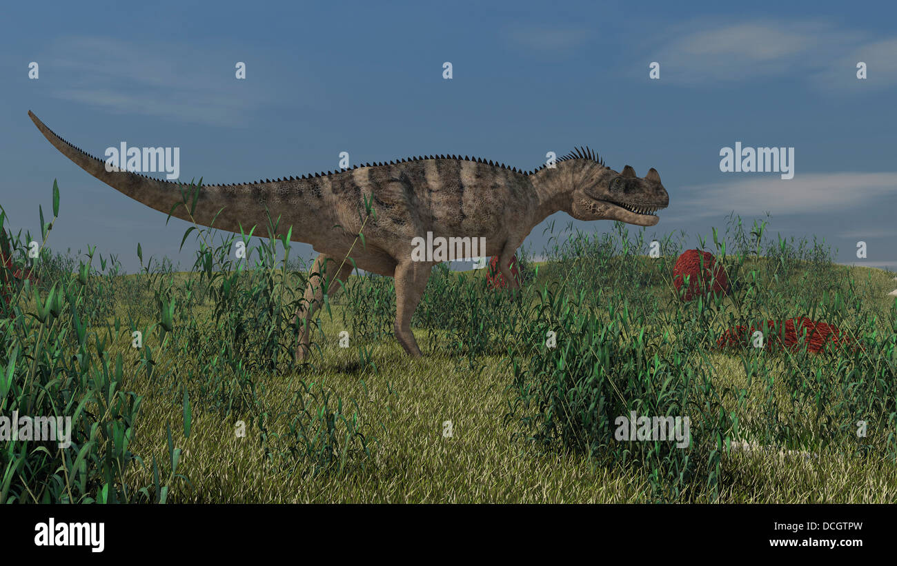 Ceratosaurus chasse dans les prairies préhistoriques. Banque D'Images