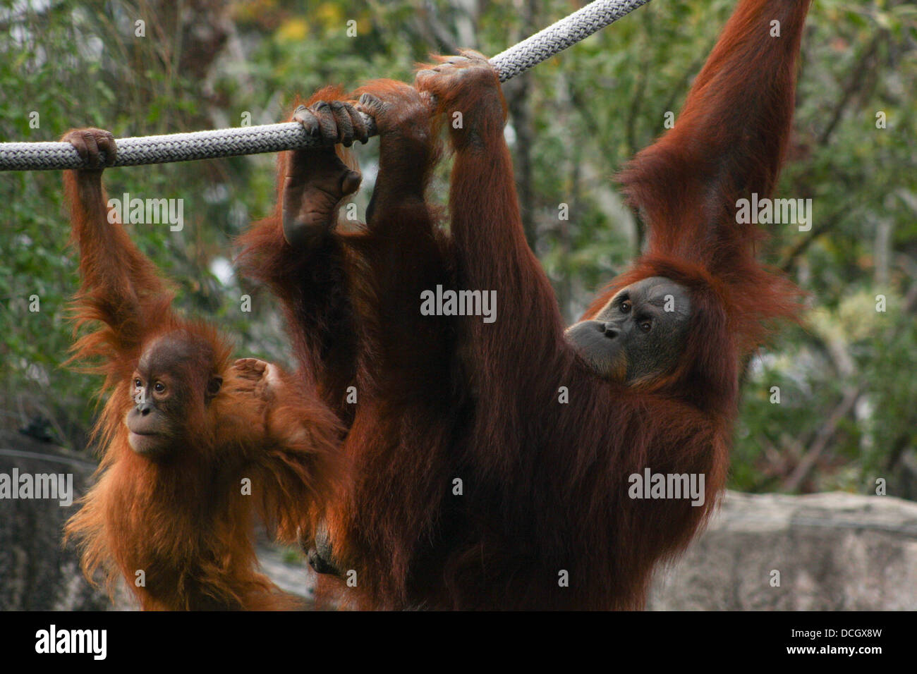 La mère et le bébé orang-outan jouant sur des cordes Banque D'Images