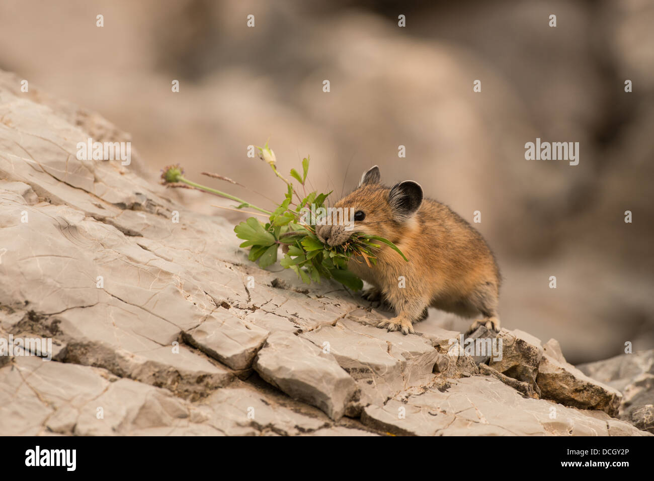 Stock photo d'un pica d'Amérique Wasatch assis sur un rocher. Banque D'Images