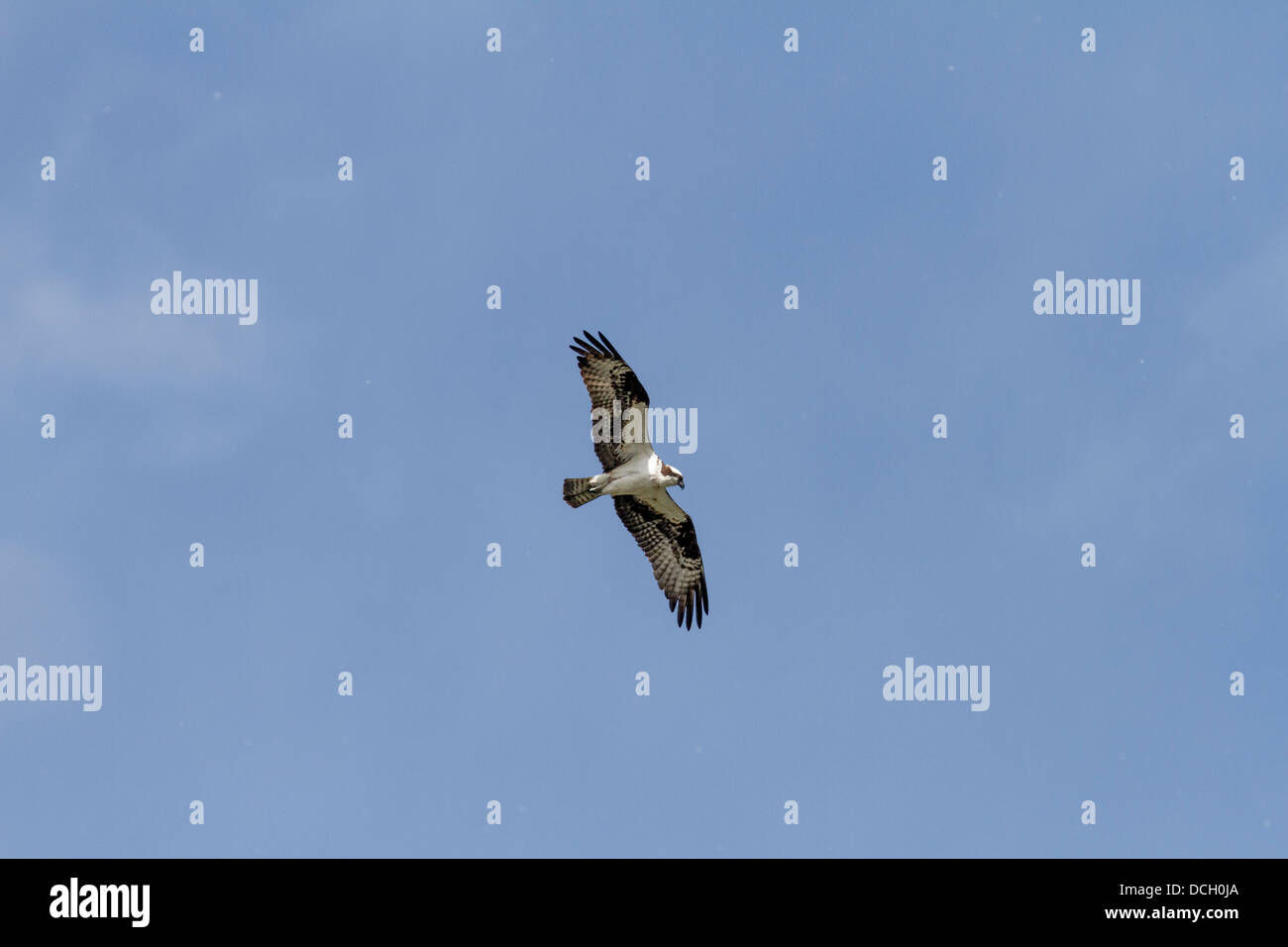 Balbuzard pêcheur (Pandion haliaetus) en vol et de planer, sur fond de ciel bleu, raptor à poissons. Ailes entièrement colorés propagation Banque D'Images