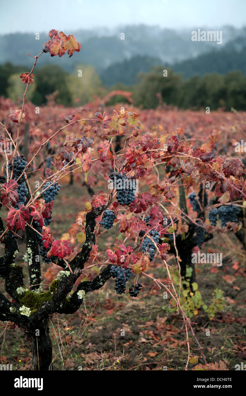 Vignes d'automne, Napa Valley, Californie Banque D'Images