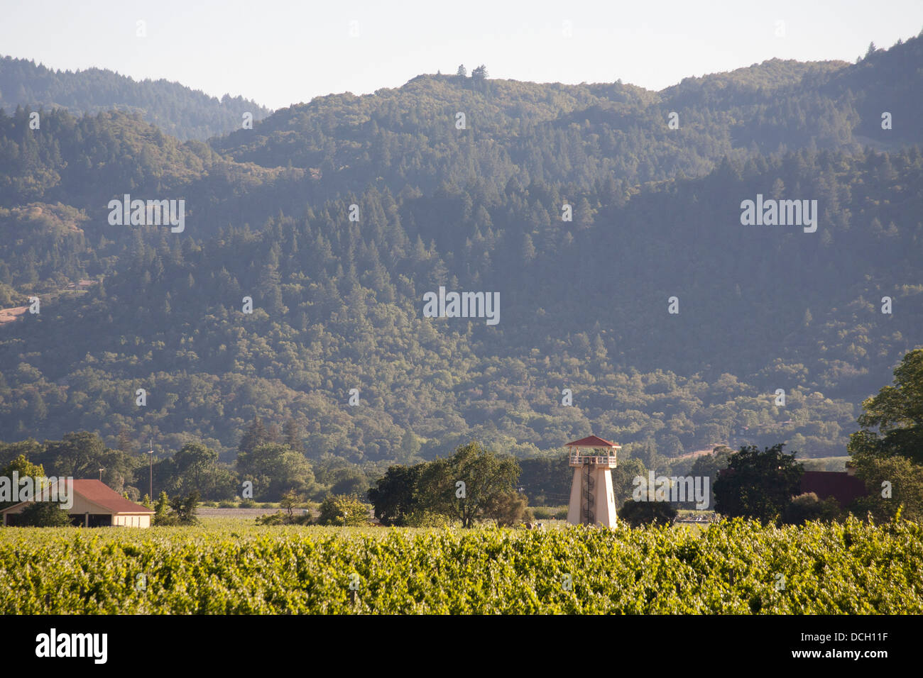 Les vignobles de Napa Valley Banque D'Images