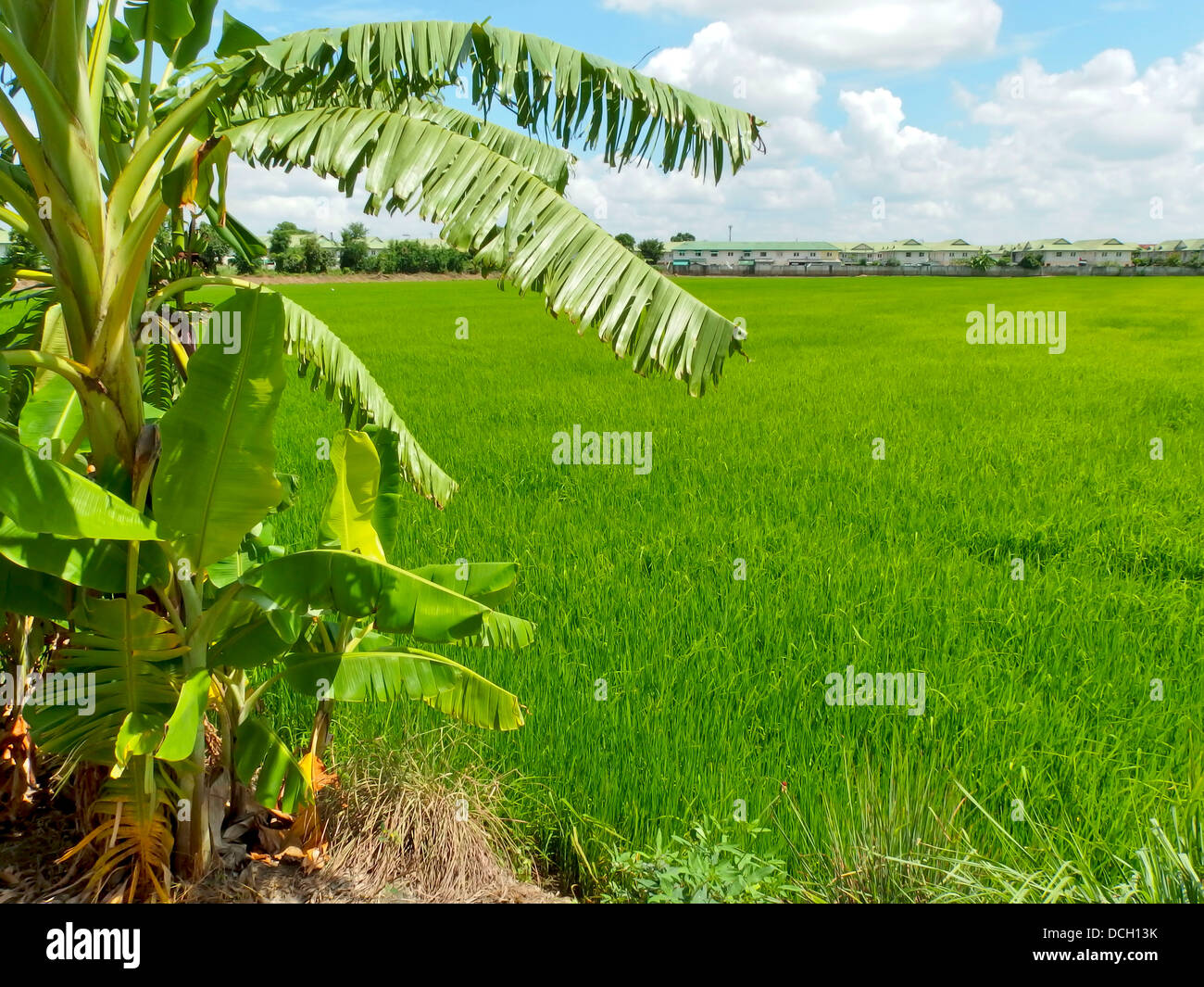 Des plants de riz et de bananier Banque D'Images