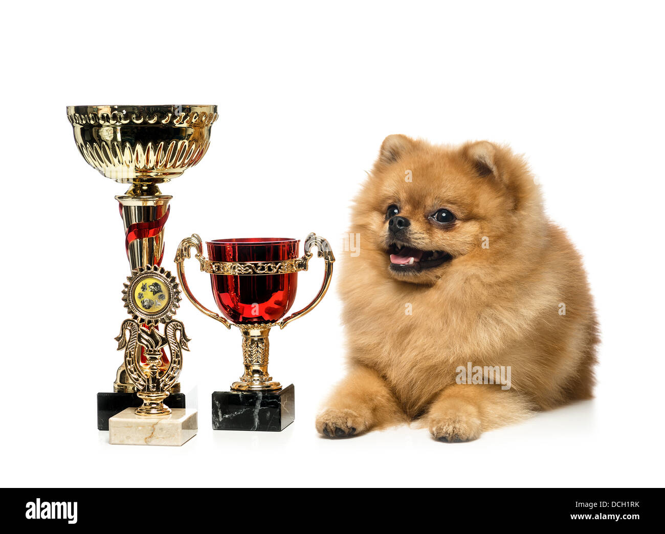 Funny chien Spitz est assis et champion de la coupe sur un fond blanc Banque D'Images