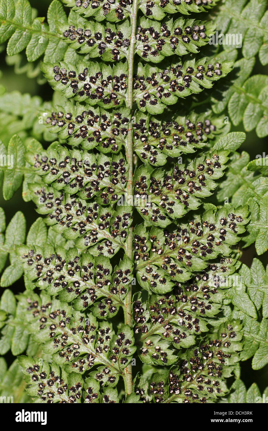 Vaste Buckler fern Dryopteris dilatata-- spores Banque D'Images