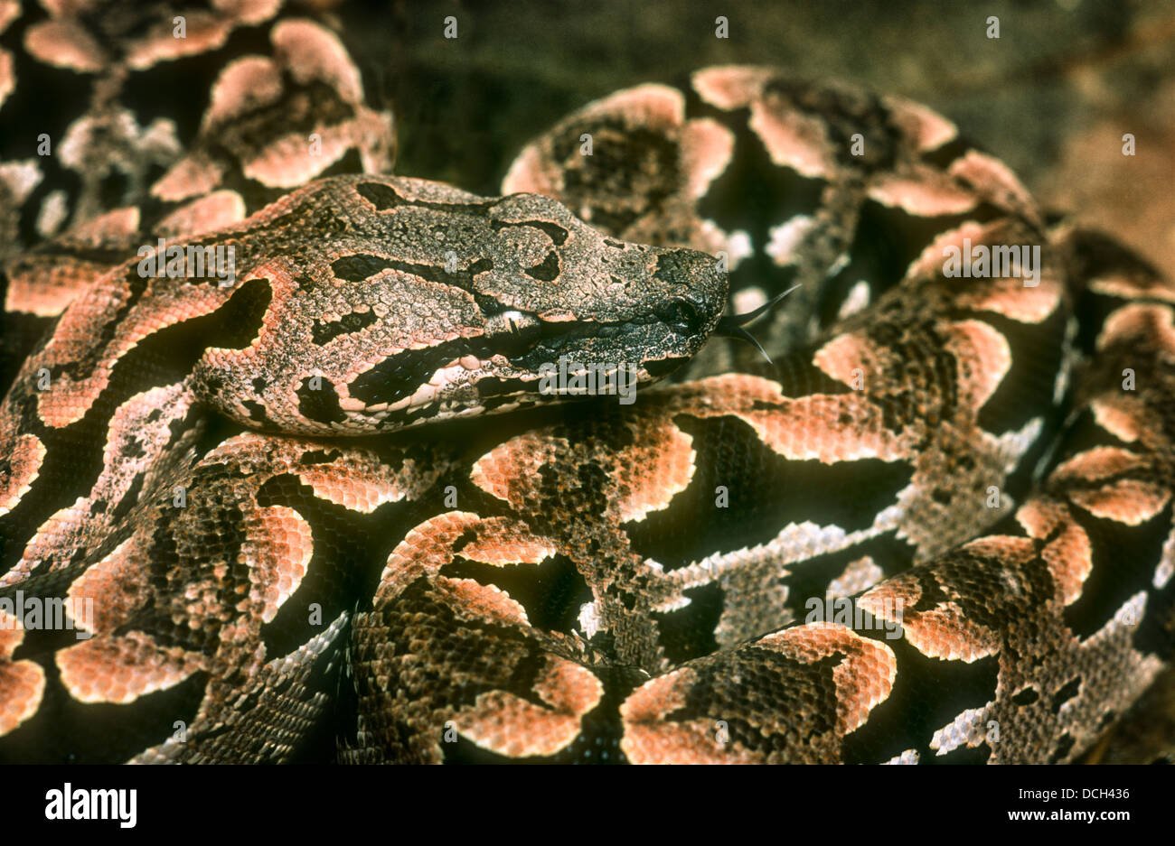 L'Dumeril Acrantophis dumerili boa, Madagascar, Banque D'Images