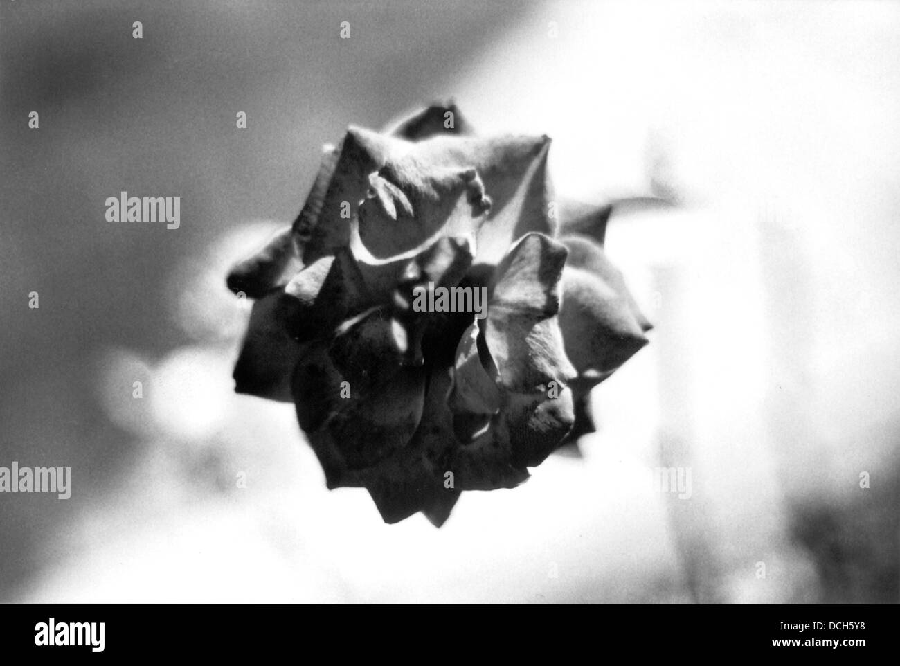 Retro noir et blanc fleur rose séchées Banque D'Images