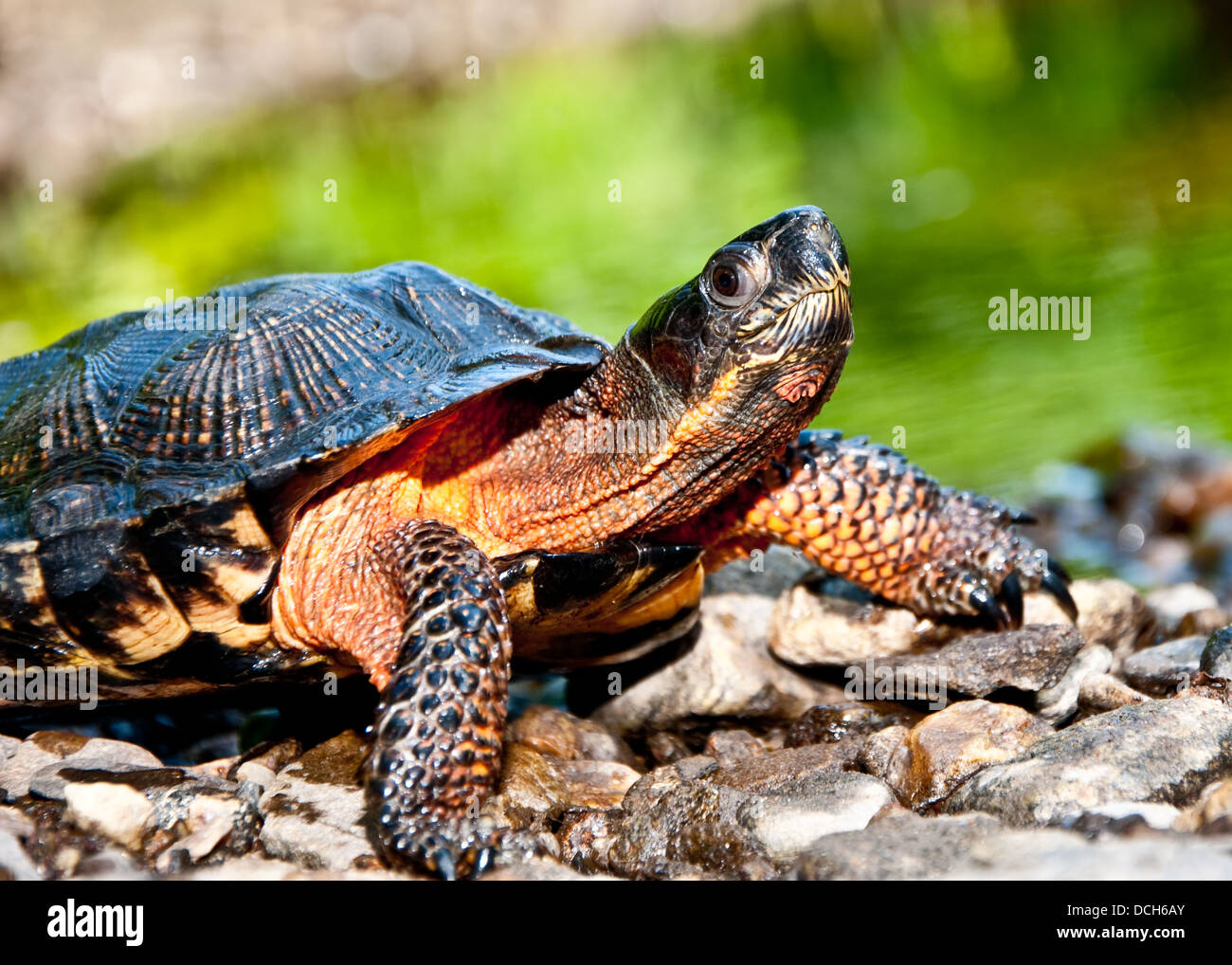 Tortue des bois Banque D'Images