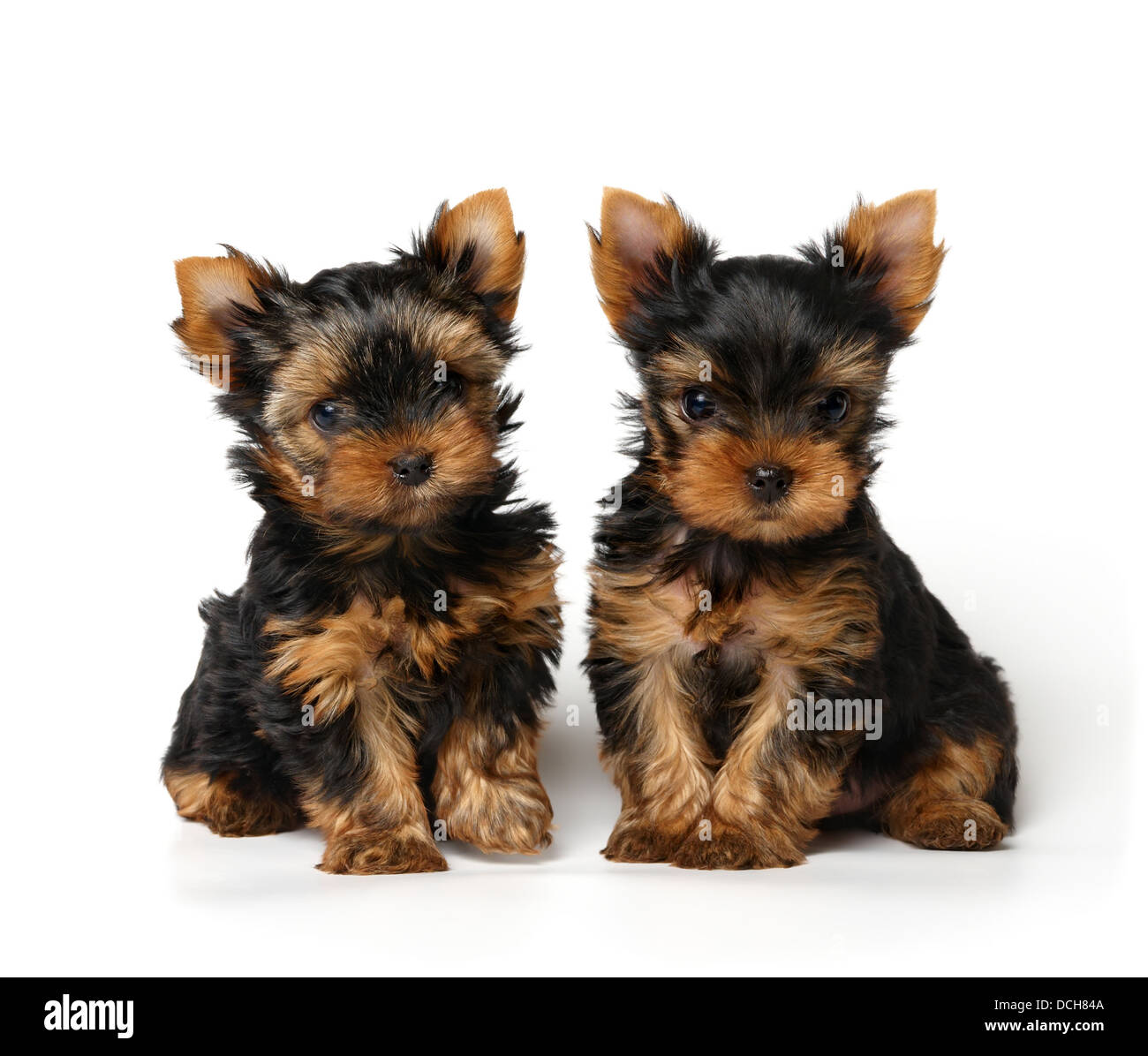 Deux chiots Yorkshire Terrier assis côte à côte Banque D'Images