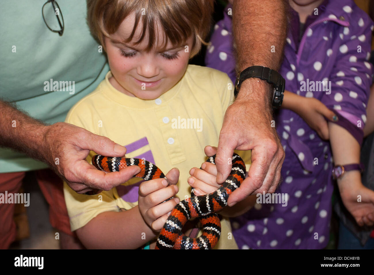 Scarlet Kingsnake (Lampropeltis triangulum) elapsoides Banque D'Images