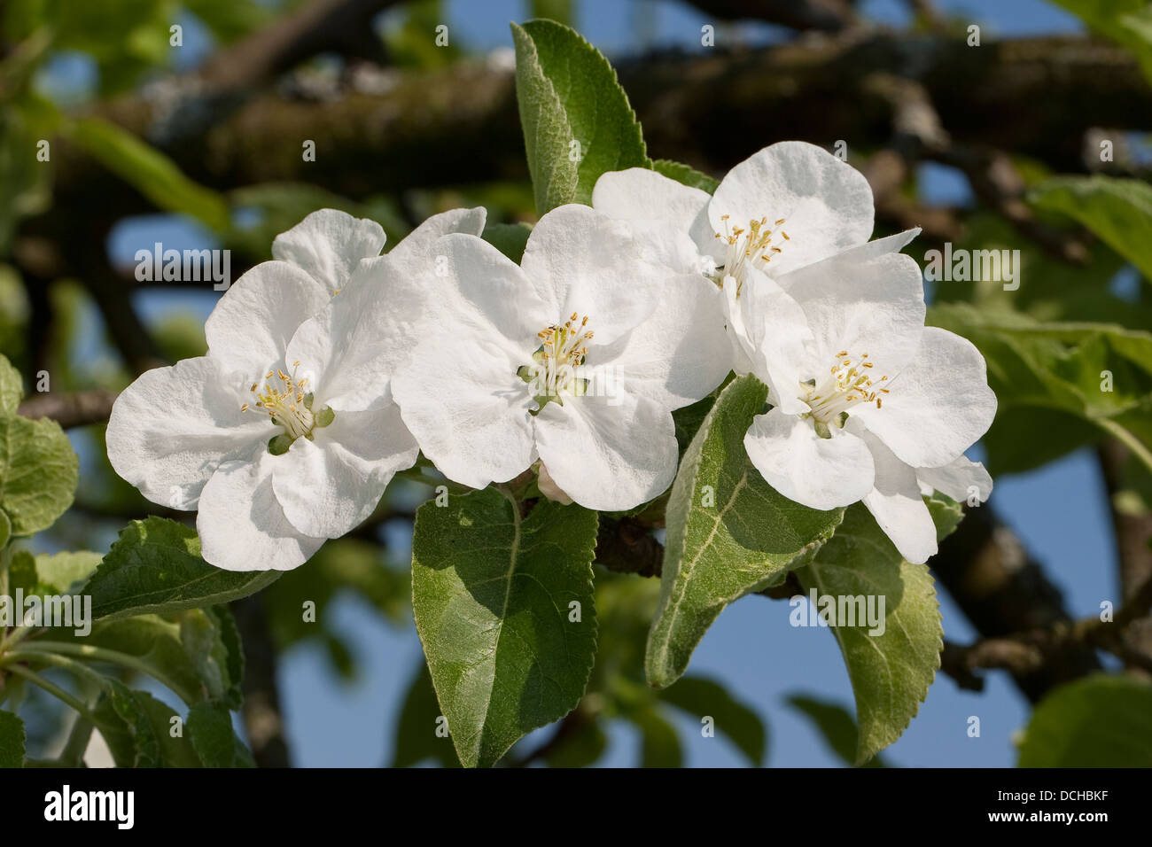 Apple, fruit tree, arbre portant des fruits, Kultur-Apfel, Apfelbaum, Obst, Obstbaum, Apfelblüte, Malus domestica, pommier commun Banque D'Images