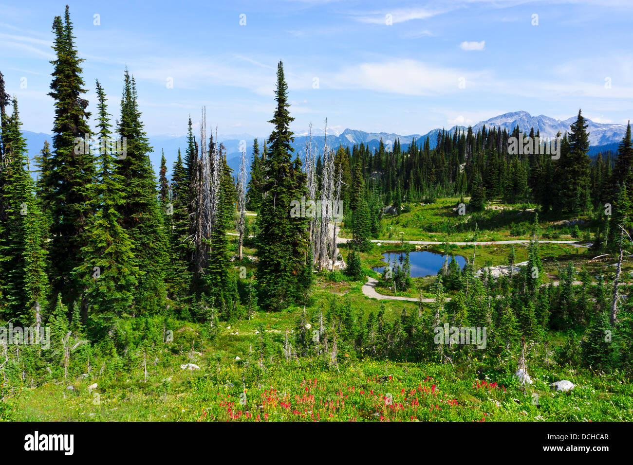 Randonnée à travers les prairies alpines au sommet du mont Revelstoke. Le parc national du mont Revelstoke, British Columbia, Canada. Banque D'Images