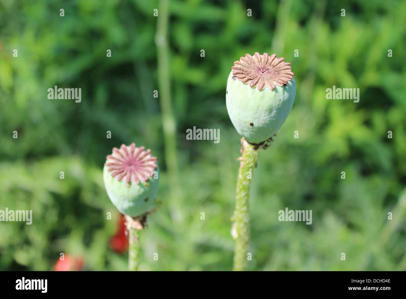 Image de la tête verte du coquelicot Banque D'Images