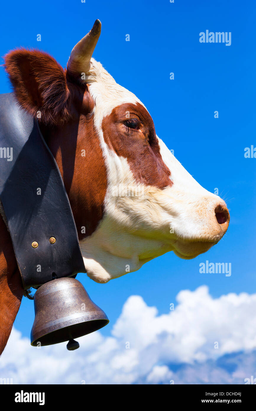 Portrait de vache à lait brun dans le ciel bleu Banque D'Images