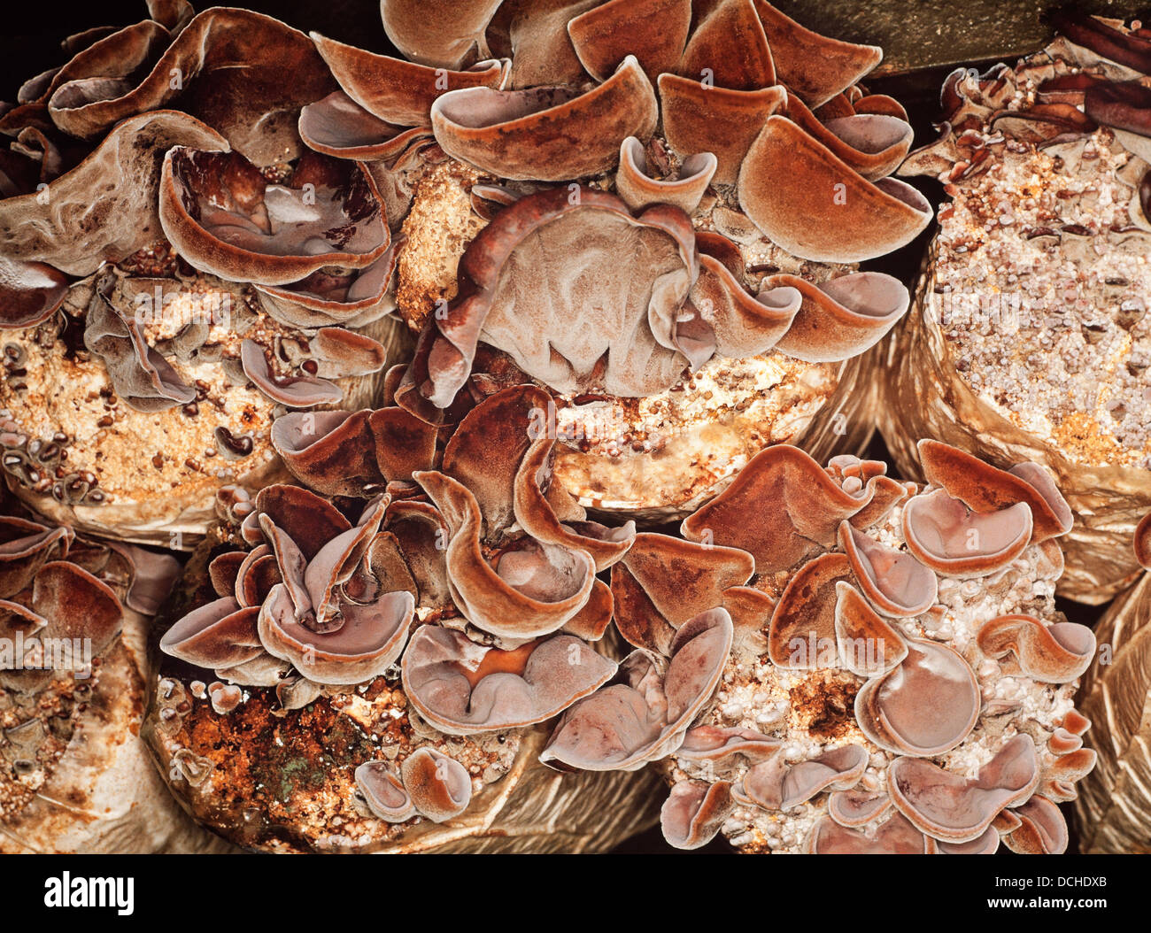 La culture des champignons, la Malaisie. Grands paquets de support sont des champignons comestibles communément cultivé à l'horizontale pour la vente du marché. Banque D'Images