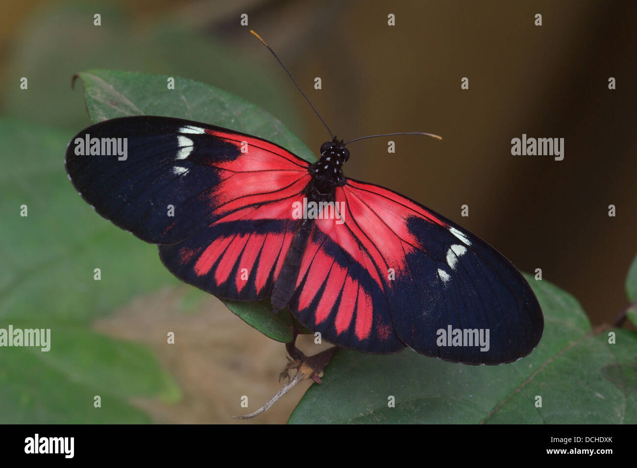 Postman Heliconius melpomene Banque D'Images