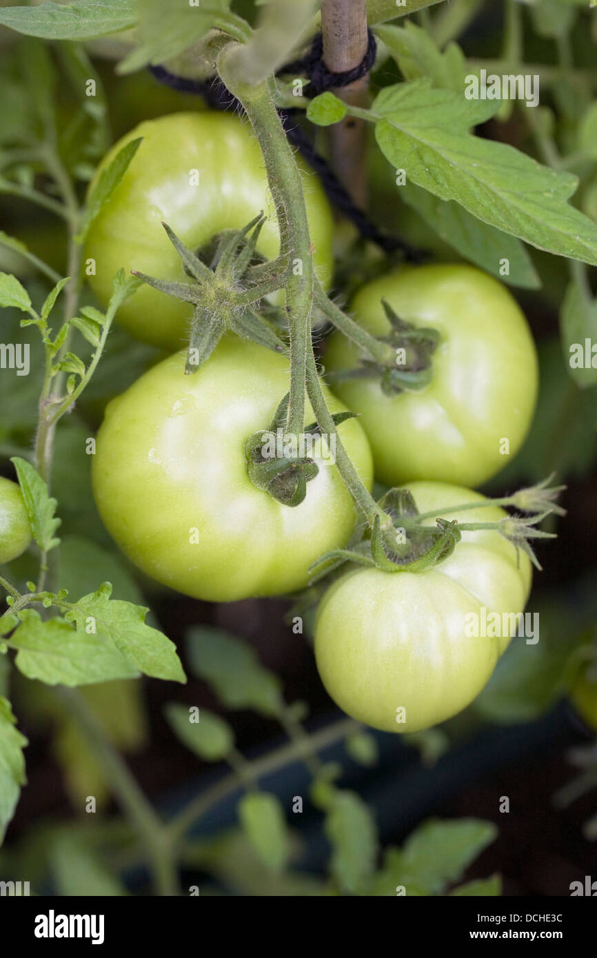 Lycopersicon esculentum. De tomates vertes sur la vigne. Banque D'Images