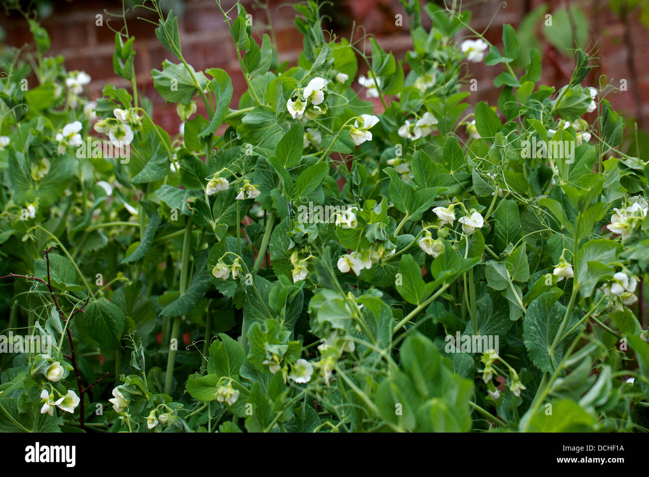 Petits pois, Pisum sativum, Fabaceae Banque D'Images