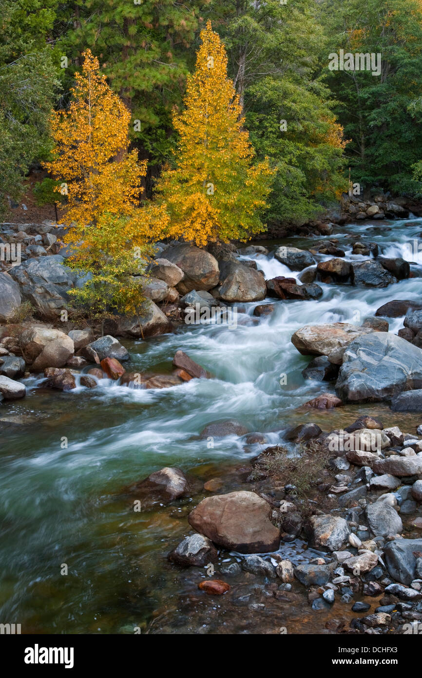 Trembles à l'automne prochain à Creek, près de Cedar Grove, Kings Canyon National Park, Californie Banque D'Images
