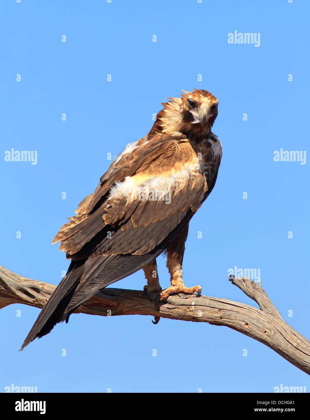 Coin jeunes Eagle Tail Banque D'Images