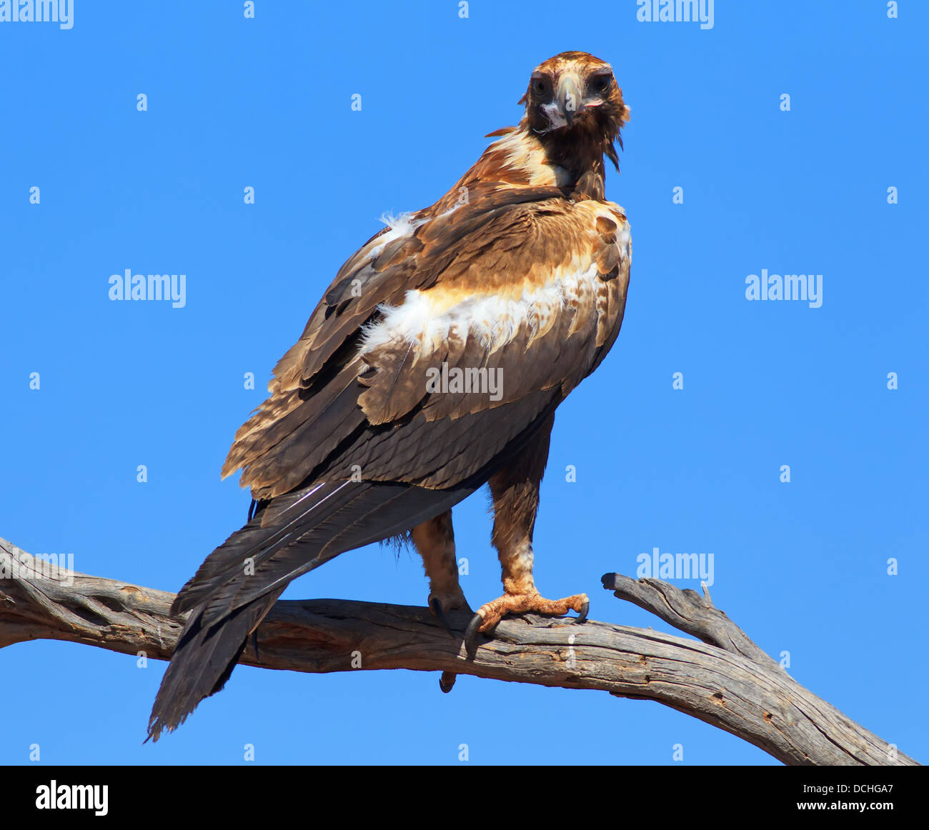 Coin jeunes Eagle Tail Banque D'Images