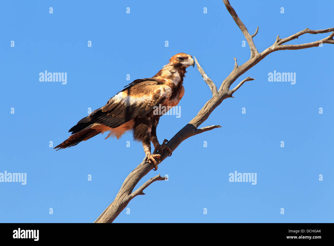 Coin jeunes Eagle Tail Banque D'Images