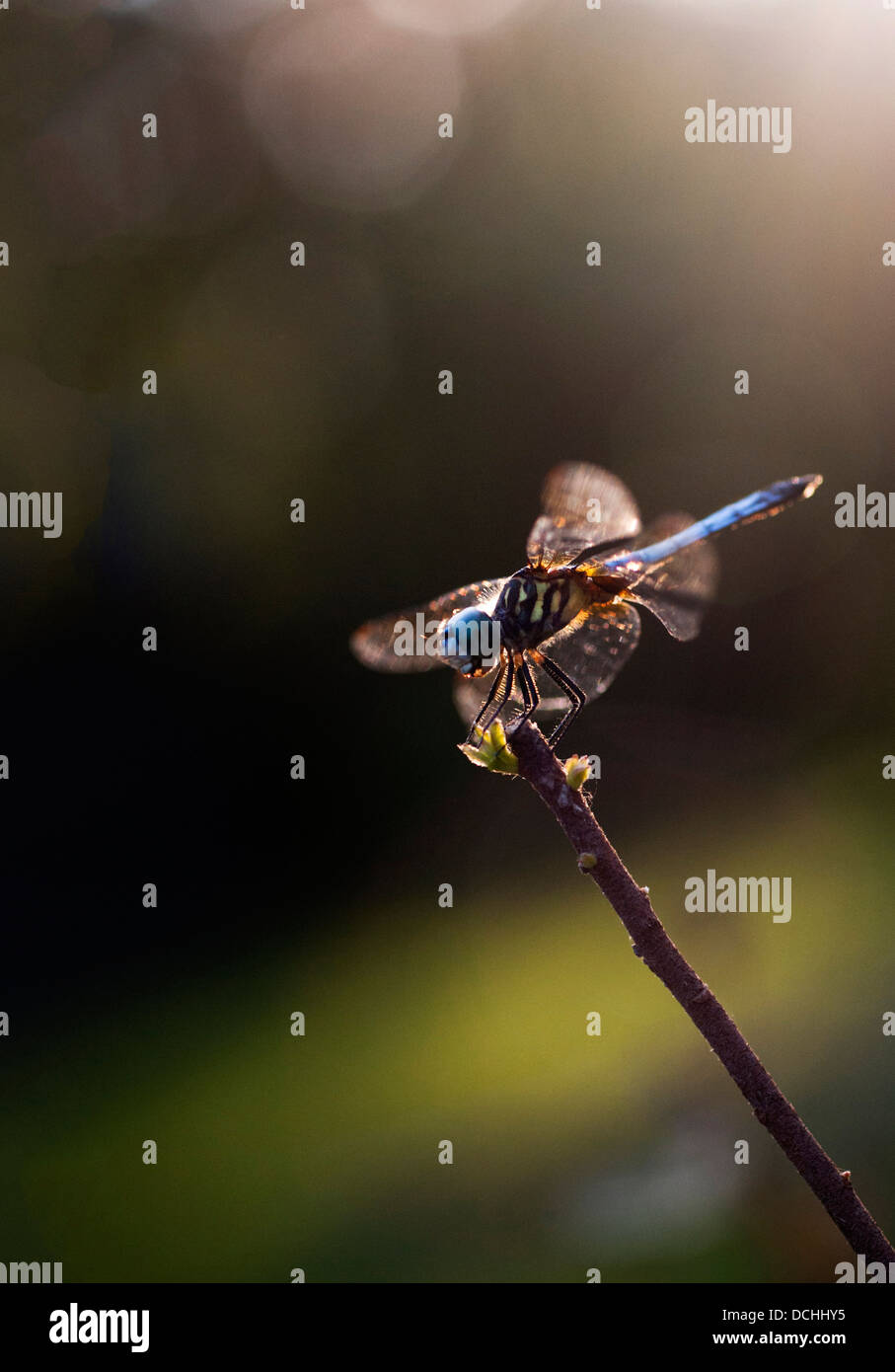 Photographie macro libellule en basse lumière Banque D'Images