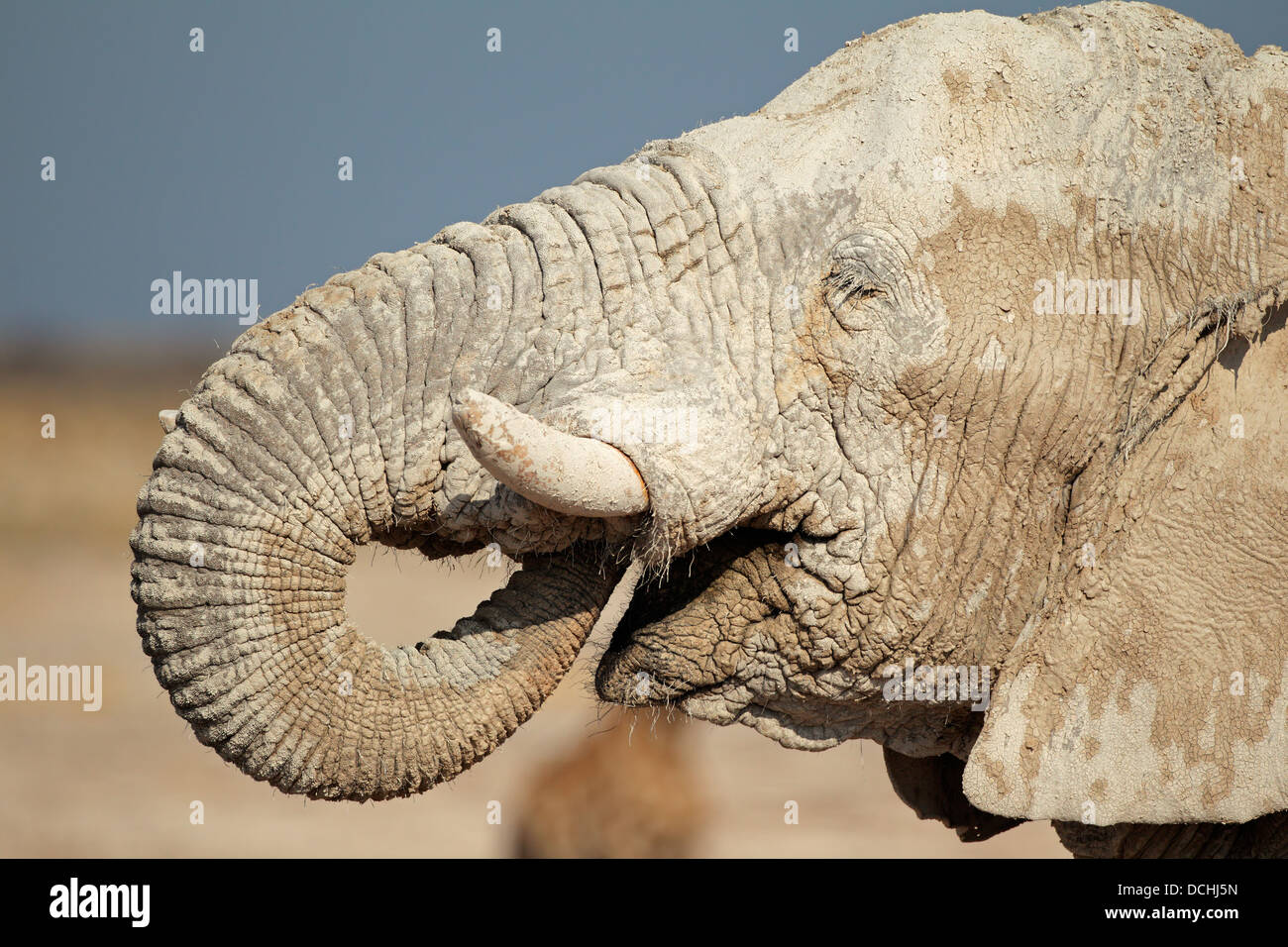 L'éléphant africain (Loxodonta africana) couvert de boue, Etosha National Park, Namibie Banque D'Images