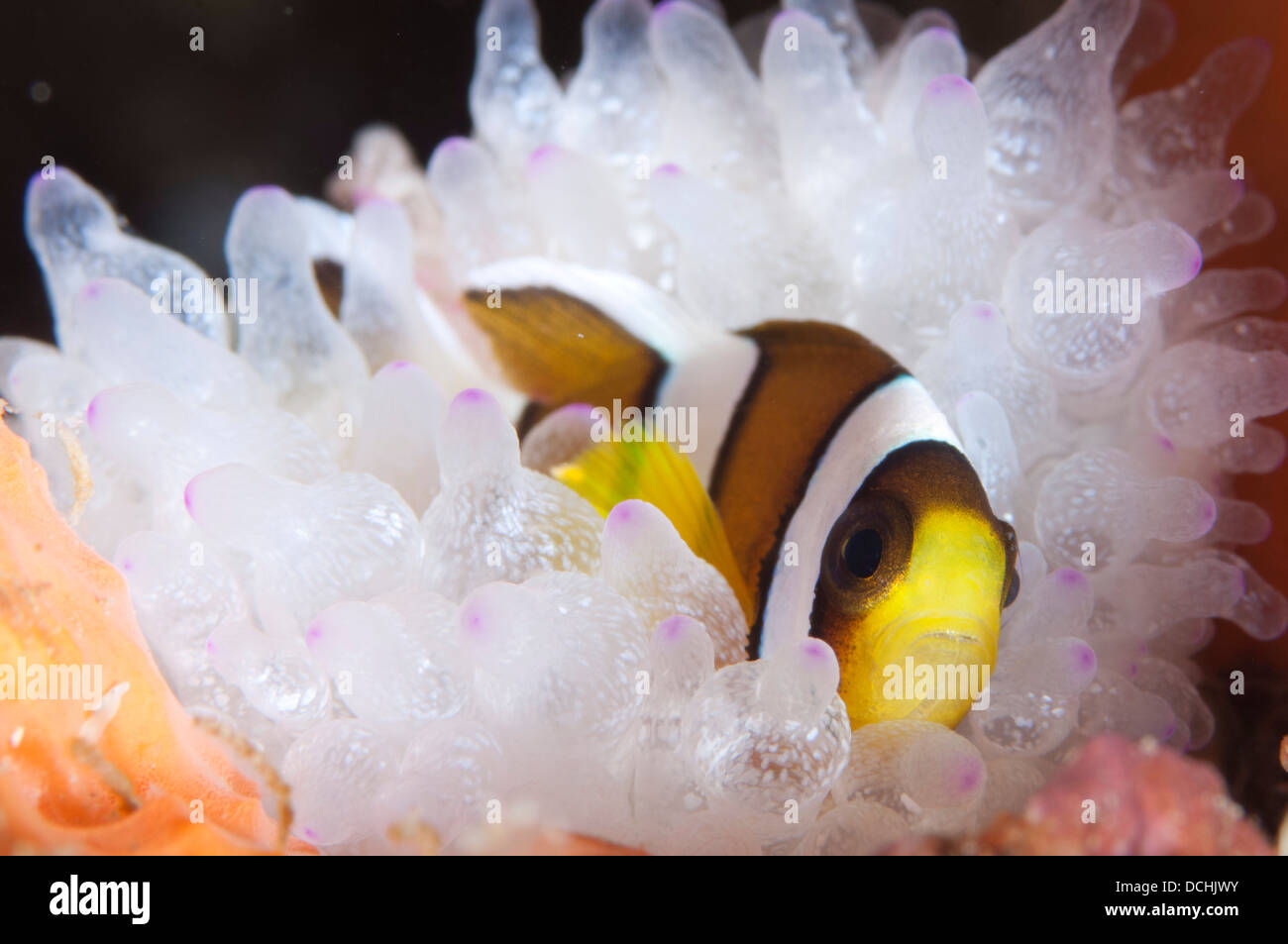 Poisson clown de Clark (Amphiprion clarkii) dans la région de white anemone, Gorontalo, Indonésie. Banque D'Images