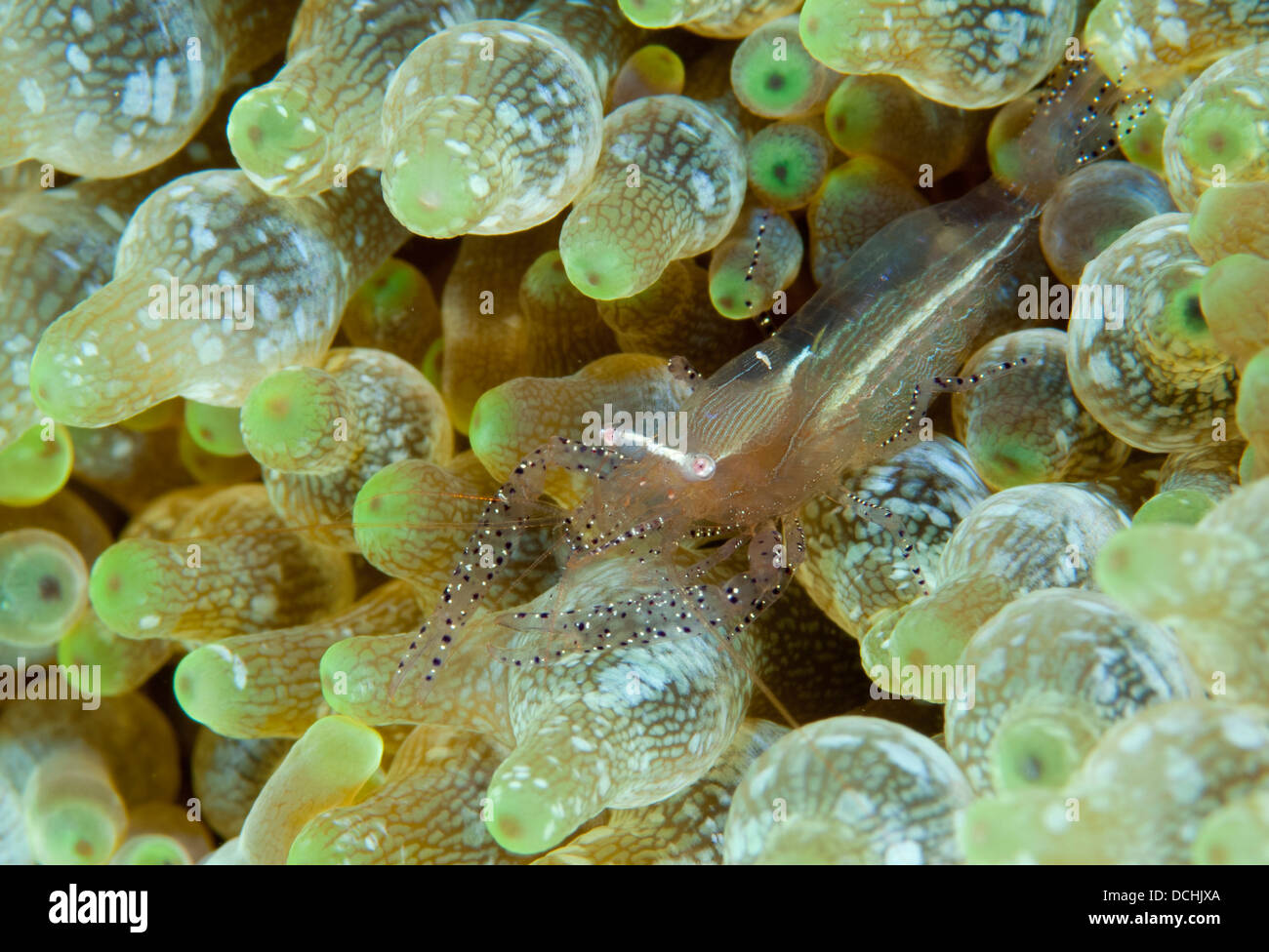 Anémone orné la crevette (Periclimenes ornatus), l'anémone, à Gorontalo, Sulawasi, Indonésie. Banque D'Images