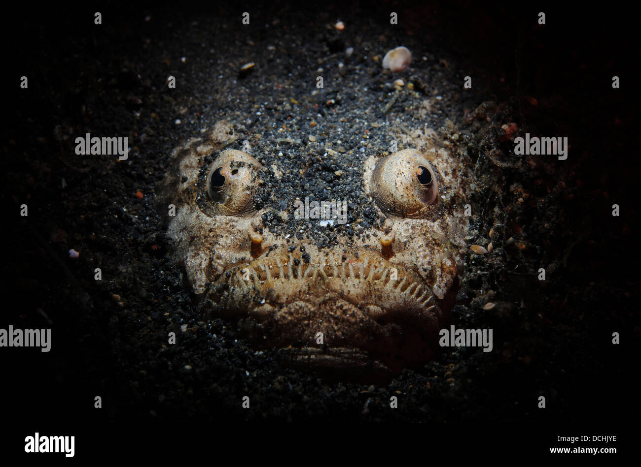 Vue du visage d'un stargazer réticulé (Uranoscopus sp.) enfouis dans le sable, le Détroit de Lembeh (Indonésie). Banque D'Images