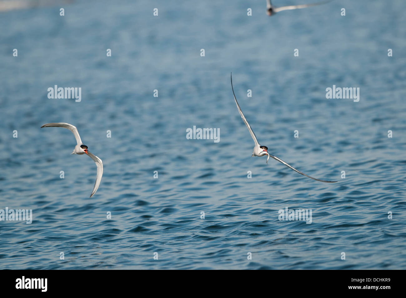 La sterne pierregarin (Sterna hirundo) dans une antenne chase essayant de voler les poissons. Réserve naturelle de Rye, East Sussex, UK Banque D'Images