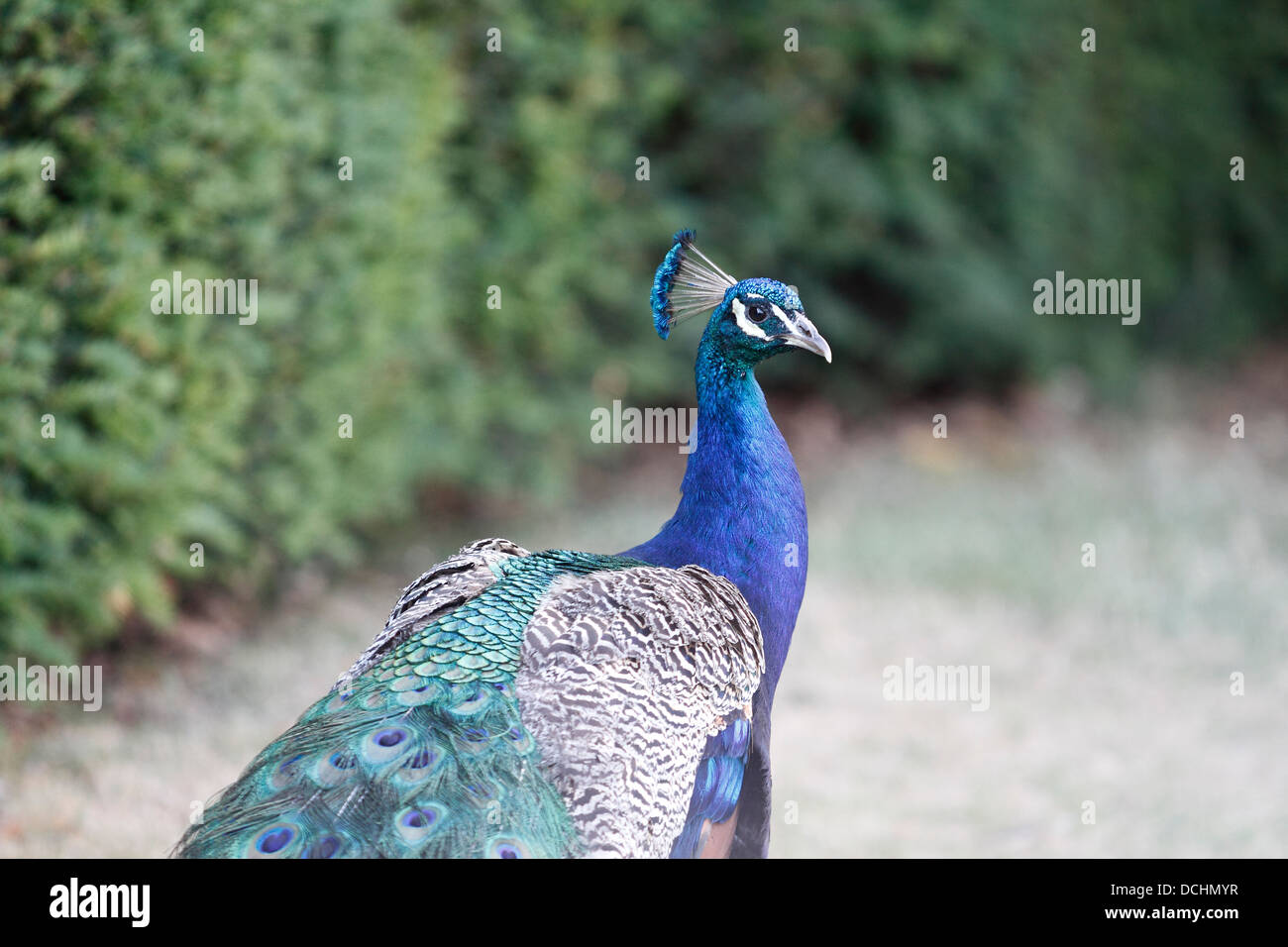 Peacock Pavo Cristatus paon indien mâle Banque D'Images