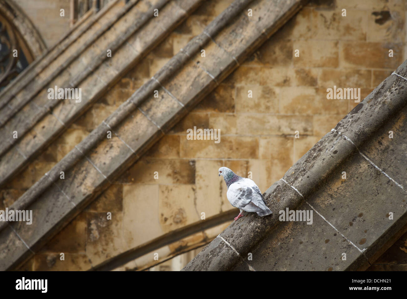 1 un pigeon assis sur une pierre boutant boutants à York Minster, York,  Yorkshire, Angleterre Photo Stock - Alamy