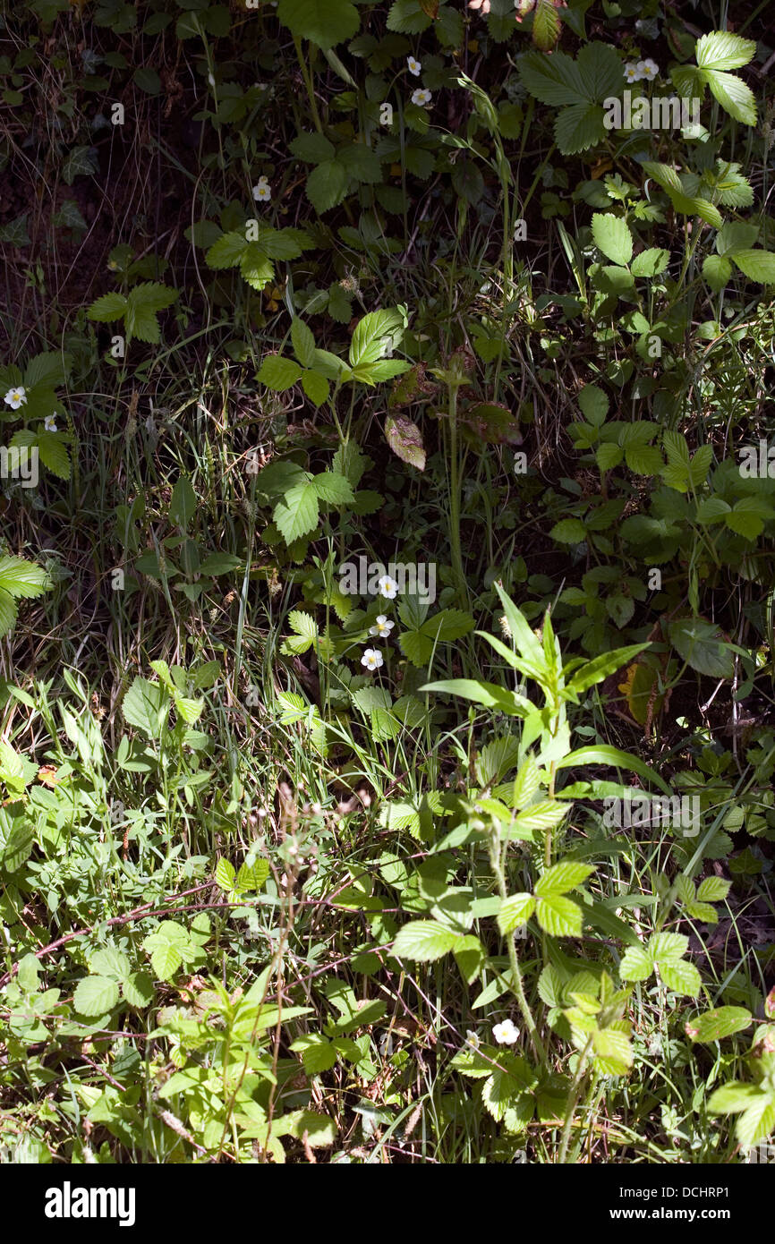 Wild Stawberry Jackson façon Middlewood Brickworks Poynton Cheshire Angleterre Banque D'Images