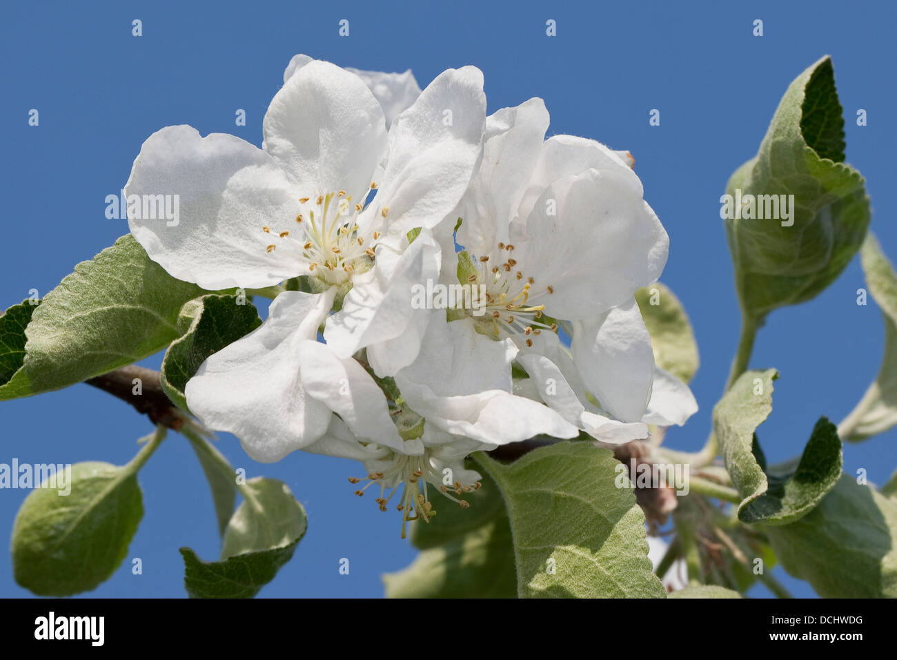 Apple, fruit tree, arbre portant des fruits, Kultur-Apfel, Apfelbaum, Obst, Obstbaum, Apfelblüte, Malus domestica, pommier commun Banque D'Images