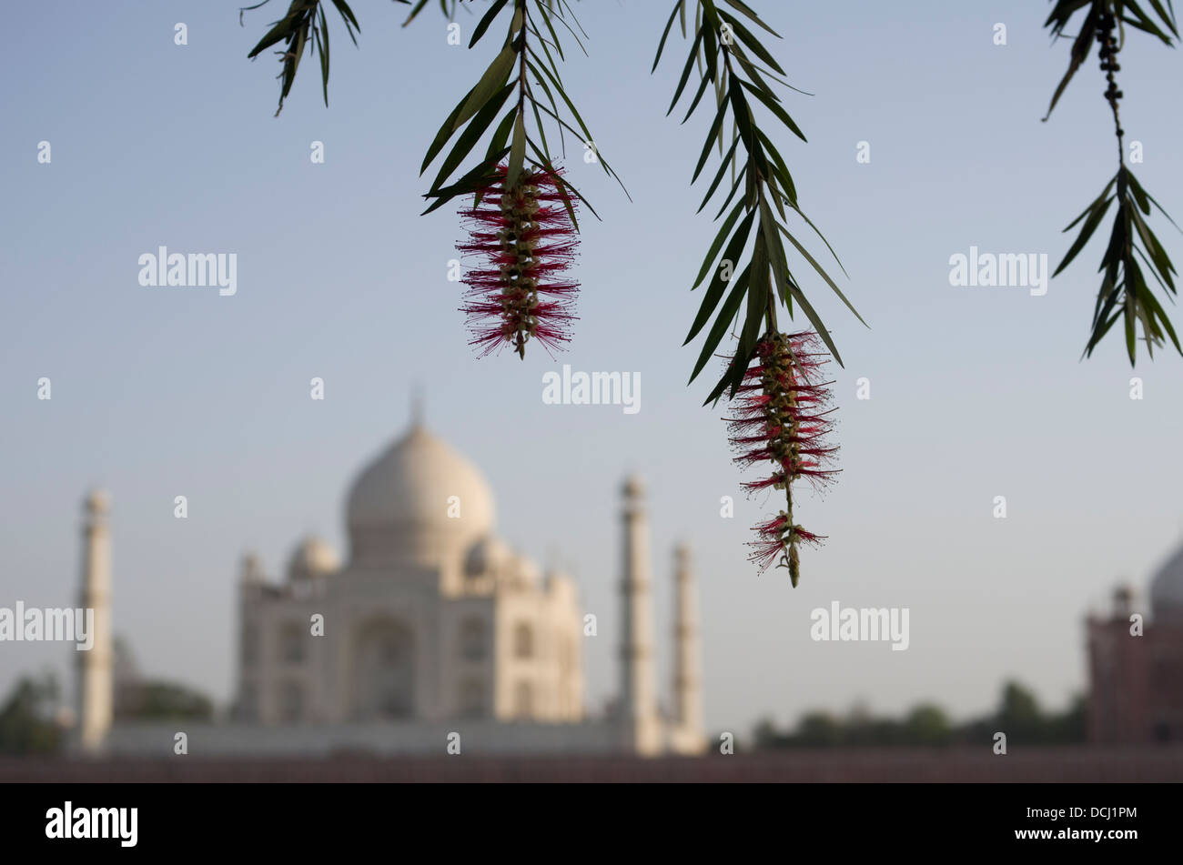 Mausolée en marbre blanc du Taj Mahal - Agra (Inde), site du patrimoine mondial de l'UNESCO Banque D'Images