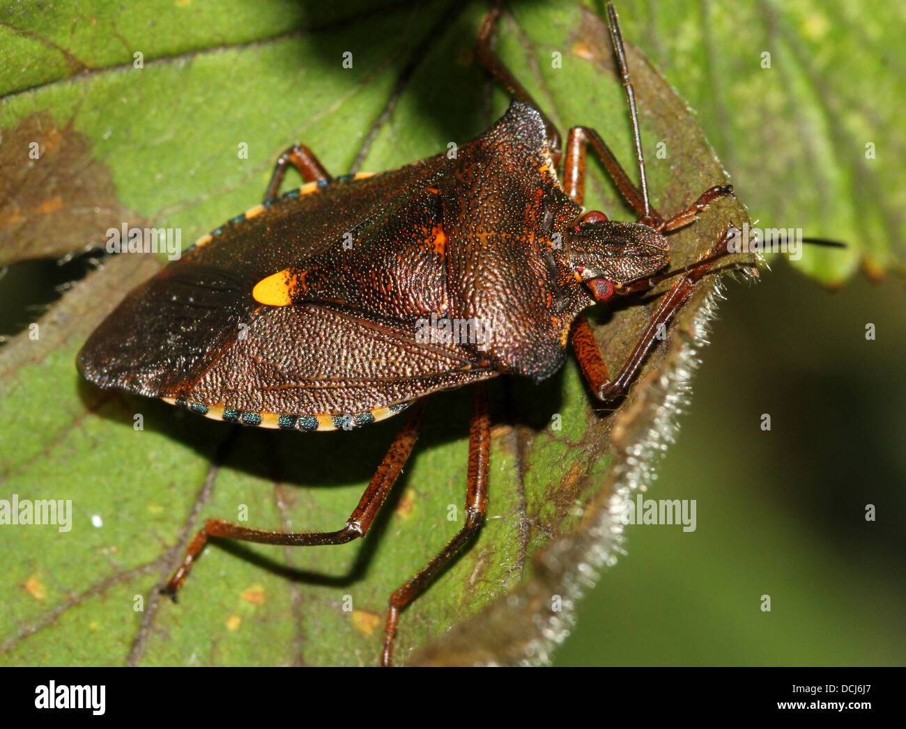 Close up de la forêt bug (Pentatoma rufipes) Banque D'Images