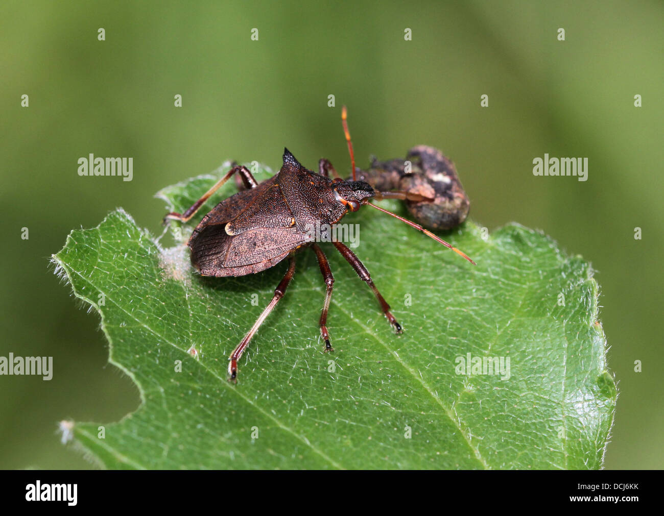 Close up de la forêt bug (Pentatoma rufipes) se nourrissent d'une chenille Banque D'Images