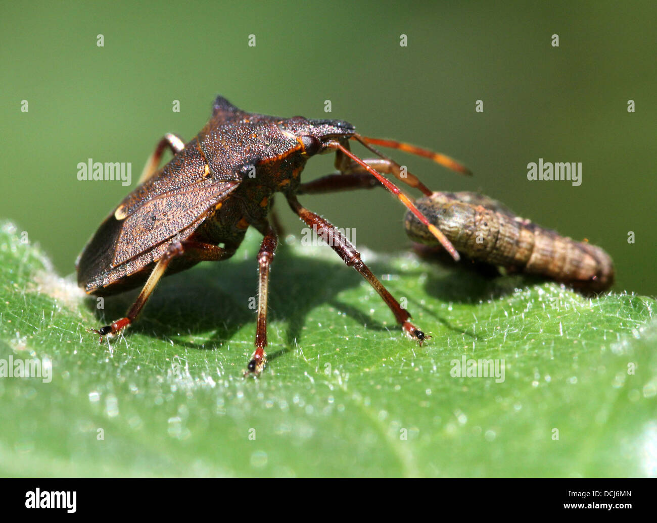 Close up de la forêt bug (Pentatoma rufipes) se nourrissent d'une chenille Banque D'Images