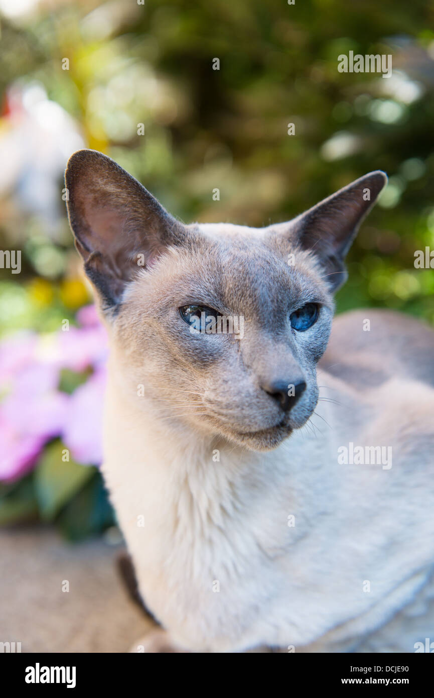 Chat Siamois Blue Point Piscine Photo Stock Alamy