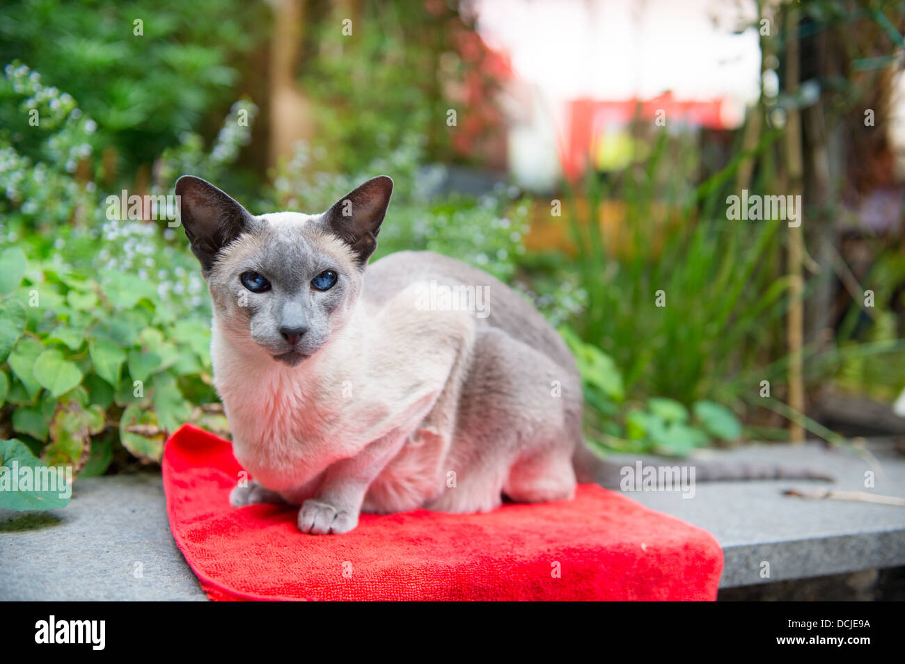 Chat Siamois Blue Point Rouge Sur La Piscine Photo Stock Alamy