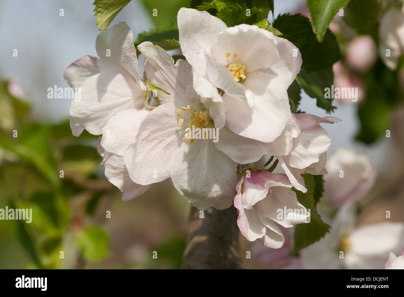 Apple, fruit tree, arbre portant des fruits, Kultur-Apfel, Apfelbaum, Obst, Obstbaum, Apfelblüte, Malus domestica, pommier commun Banque D'Images