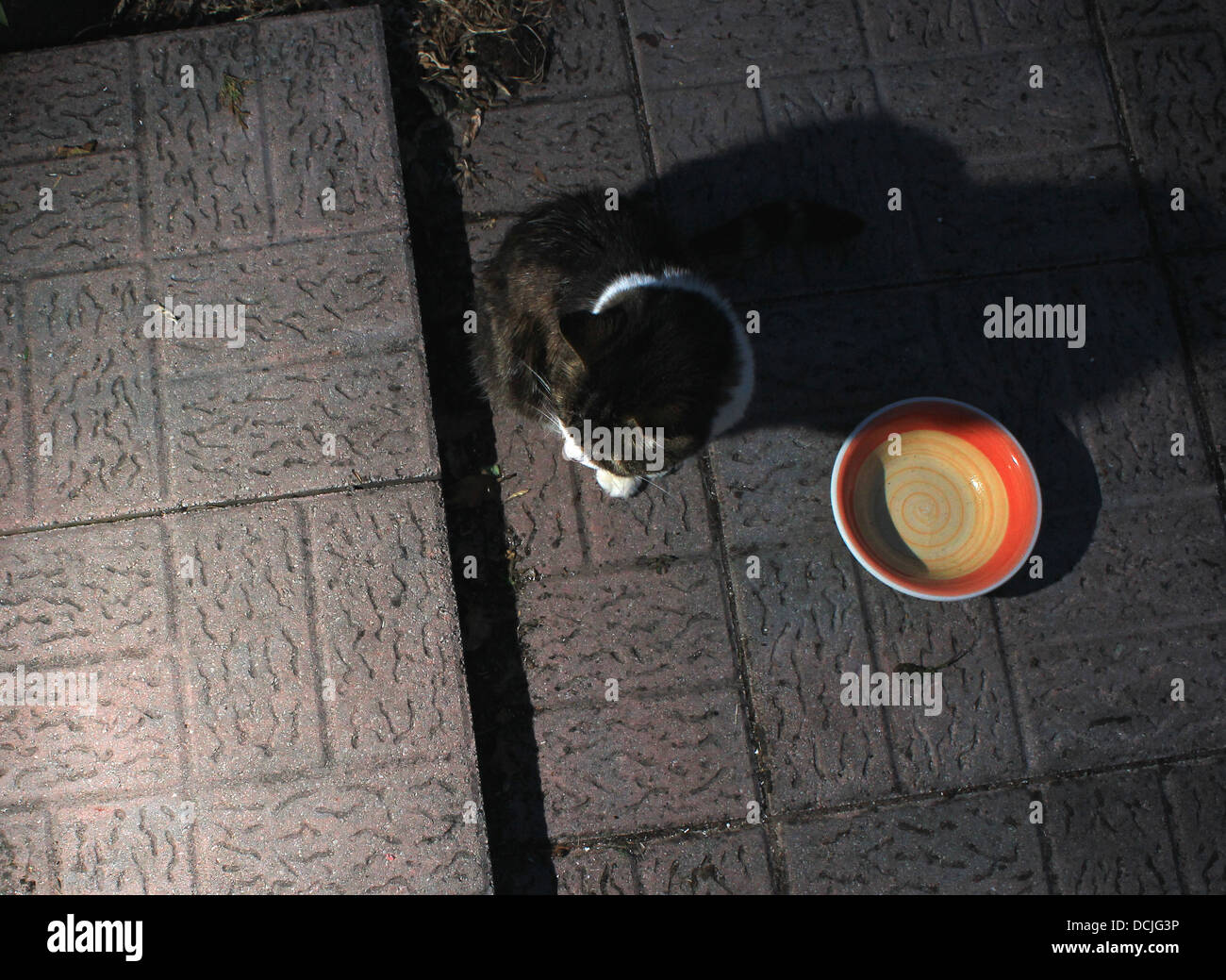 Chat affamé par porte Banque D'Images