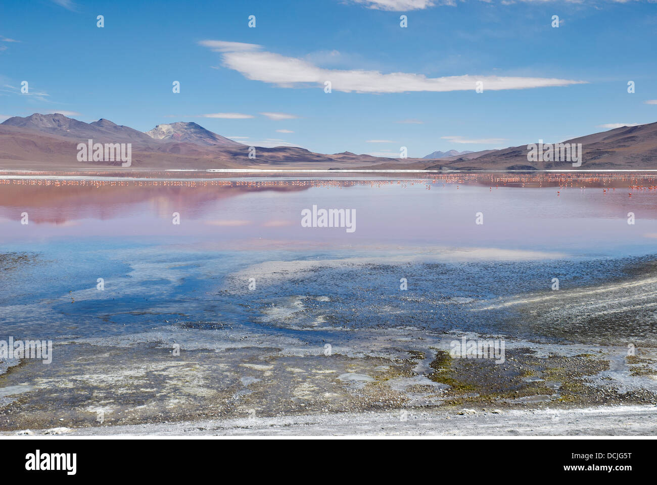 La Laguna Colorada dans le parc national REA, Bolivie Banque D'Images