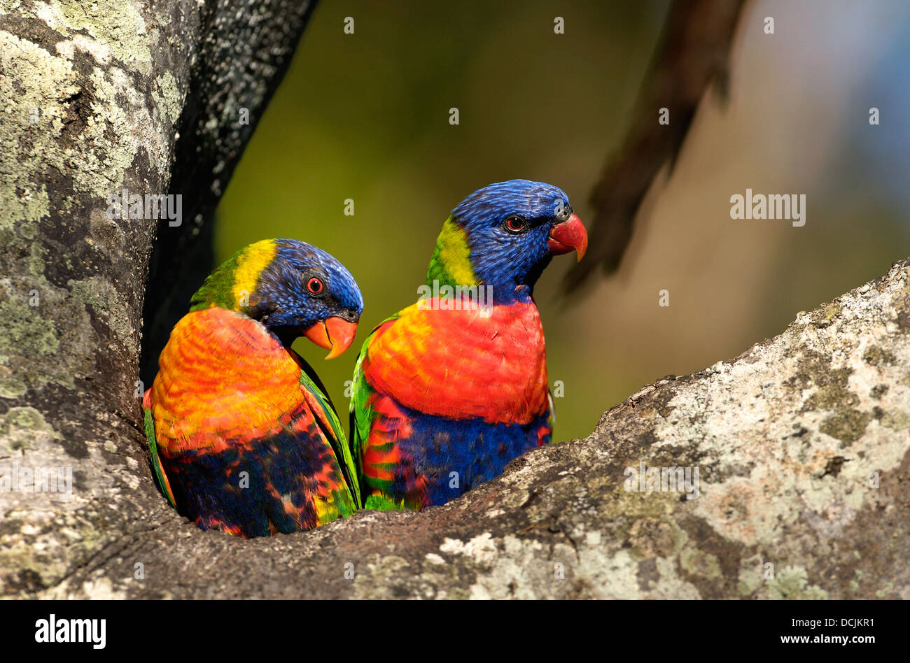 Colorful Rainbow loriquets verts Banque D'Images